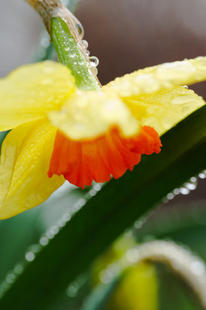 A Beautiful Yellow and Orange Flower Adorned with Raindrops Sparkling in Lightの写真素材