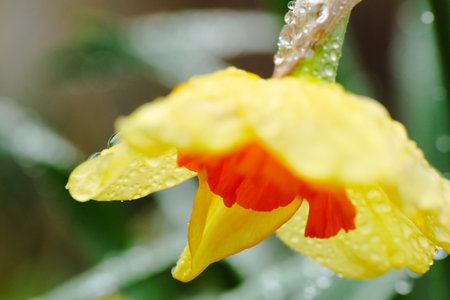A Beautiful Yellow and Orange Flower Adorned with Raindrops Glimmering in Natureの写真素材