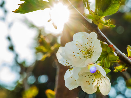 Radiant Cherry Blossom in the Gentle Light of Springtime, Celebrating Natures Beautyの写真素材