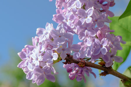 Gorgeous and Aromatic Lilac Blossoms Set Against a Bright Clear Blue Sky Expansivelyの写真素材