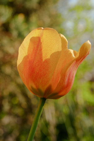 A Stunningly Vibrant Orange and Yellow Tulip Bathed in Beautiful Natural Light Outdoorsの写真素材