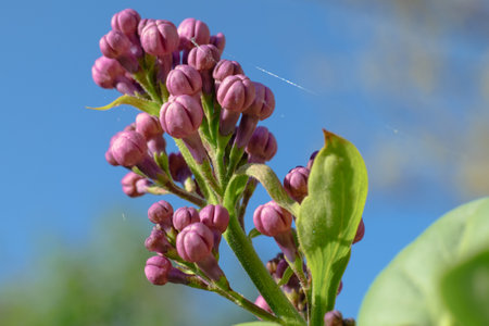 Gorgeous Lilac Buds Beautifully Set Against a Clear Blue Sky on a Truly Beautiful Dayの写真素材