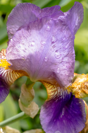 A Beautiful Iris Flower adorned with Dew Drops in Full Bloom, radiating vibrant colors and eleganceの写真素材