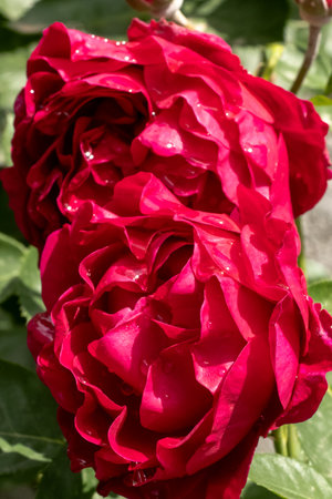 The Vibrant Red Roses are now blossoming beautifully in full bloom, showcasing their splendorの写真素材