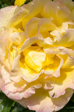 A Beautiful Yellow Rose with Delicate and Soft Petals adorned with Glimmering Dew Dropsの写真素材