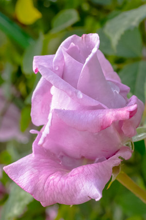 A Beautiful Lavender Rose Blossom at Its Peak of Full Bloom, Radiating Elegance and Charmの写真素材