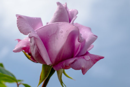 A Beautiful Pink Rose is Blooming Gracefully Against the Clear Blue Sky Above Itの写真素材