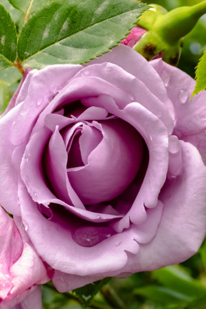 A Beautiful Lavender Rose adorned with Raindrops delicately resting on its vibrant Petalsの写真素材