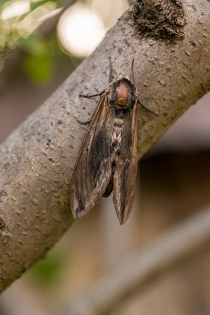 A beautiful moth rests peacefully on a sturdy tree branch in its vibrant and natural wild habitatの写真素材