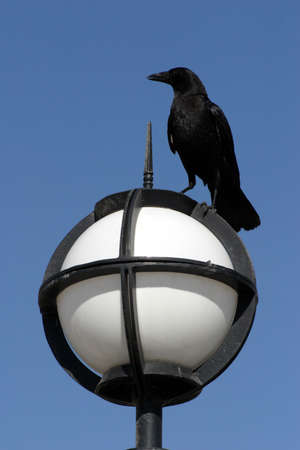 Raven on the poleの写真素材