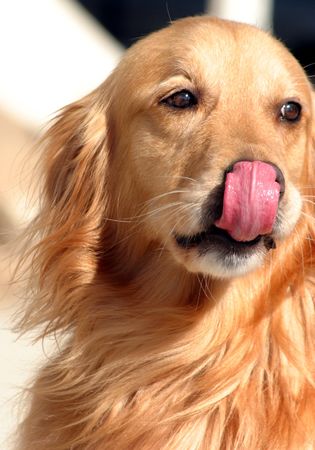 Dog looking at the candyの写真素材