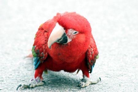 Parrot looking at the photographer の写真素材