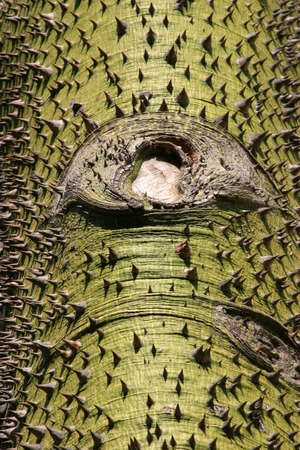 Spiky treeの写真素材