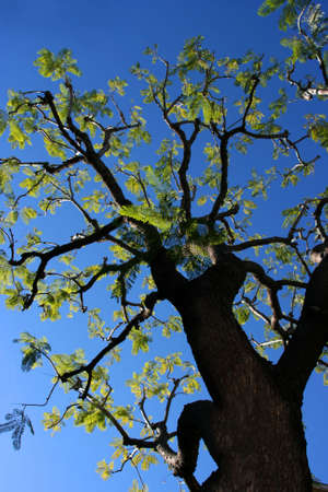 Large tree in the morning