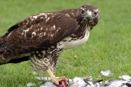 Hawk after huntingの写真素材