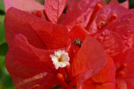 Charming blooming exotic tropical flowers on a nature background.の写真素材