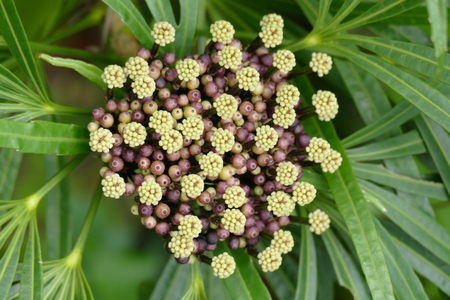 Charming blooming exotic tropical flowers on a nature background.