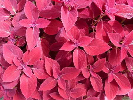 beautiful natural leaves flowers wallpaper for your screen.の写真素材