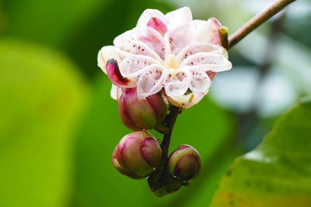 Charming blooming exotic tropical flowers on a nature background.の写真素材