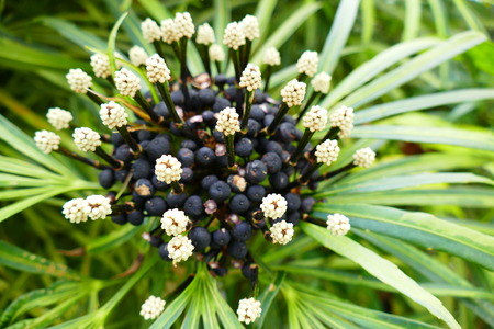 Charming blooming exotic tropical flowers on a nature background.の写真素材