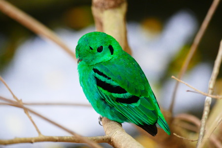 Beautiful tropical bird on a green tropical forest background.
