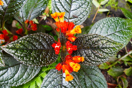 Charming blooming exotic tropical flowers on a nature background.の写真素材