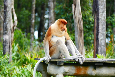 Beautiful monkey nasach Nasalis larvatus against a background of tropical island jungle