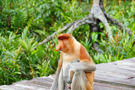 Beautiful monkey Nasalis larvatus against a background of tropical island jungle.