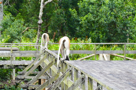 Beautiful monkey Nasalis larvatus against a background of tropical island jungle.の写真素材