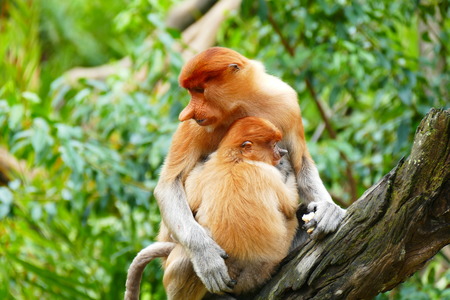 Beautiful monkey Nasalis larvatus against a background of tropical island jungle.の写真素材