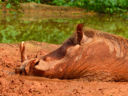 Cute family of cute wild boars on the background of nature.の写真素材