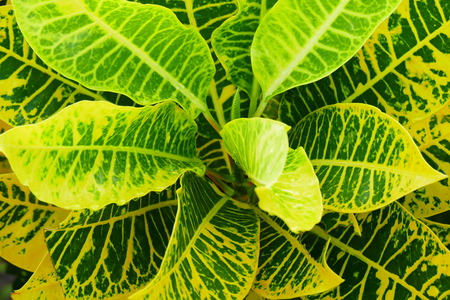 beautiful natural leaves flowers wallpaper for your screen.の写真素材