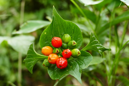 Charming blooming exotic tropical flowers on a nature background.の写真素材
