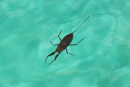 Photo picture of charming insects in natural tropical nature against the background of leaves,...