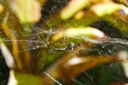 Photo picture of charming insects in natural tropical nature against the background of leaves, flowers, rain forest and stones.の写真素材