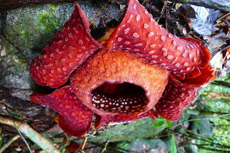 a beautiful bud of blooming, red, giant rafflesia against the background of a tropical rainy forest.の写真素材