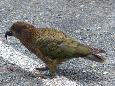 Beautiful tropical bird on a green tropical forest background.