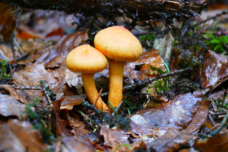 mushroom in the forest against the background of grass and forest.
