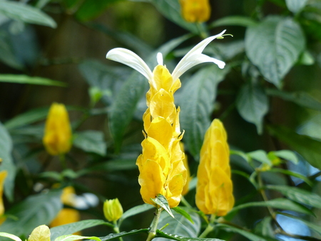 Charming blooming exotic tropical flowers on a nature background.の写真素材