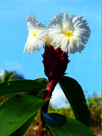 Charming blooming exotic tropical flowers on a nature background.