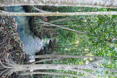 Photo picture of a fascinating view of the mangrove forest and the azure water of the lake playing with colors on the sun.の写真素材