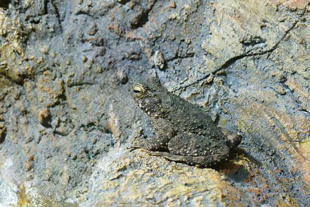 photo picture of a beautiful frog on the background of a living delightful nature.