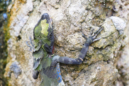 delightful beauty lizard on the background of wildlife.の写真素材
