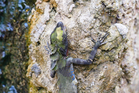 delightful beauty lizard on the background of wildlife.の写真素材