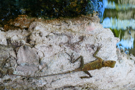 delightful beauty lizard on the background of wildlife.