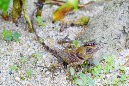 delightful beauty lizard on the background of wildlife.の写真素材