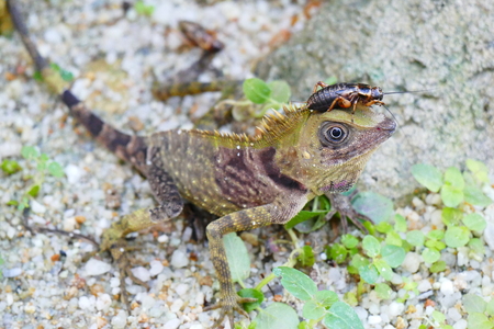 delightful beauty lizard on the background of wildlife.の写真素材