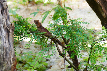 delightful beauty lizard on the background of wildlife.の写真素材