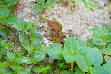 delightful beauty lizard on the background of wildlife.の写真素材