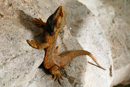 delightful beauty lizard on the background of wildlife.の写真素材